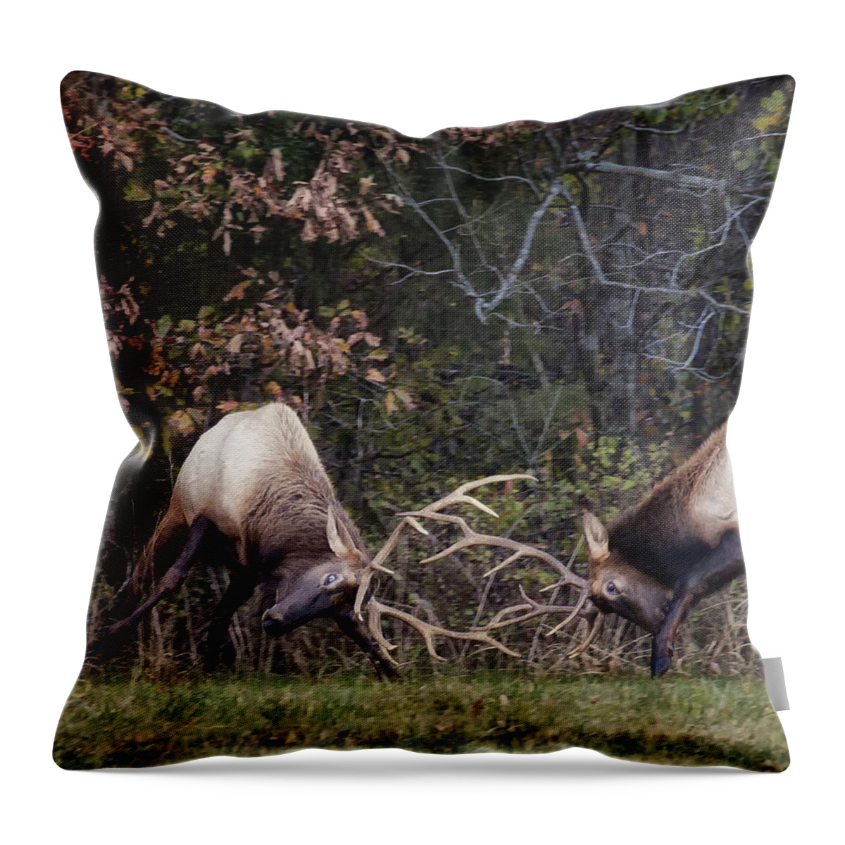 Sparring Elk Throw Pillow featuring the photograph Sparring Bachelor Bulls in Boxley Valley by Michael Dougherty