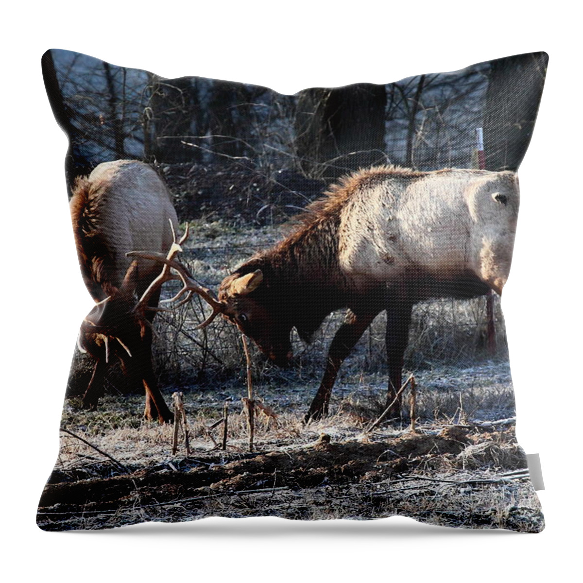 Bull Elk Throw Pillow featuring the photograph Sparring Elk in February by Michael Dougherty