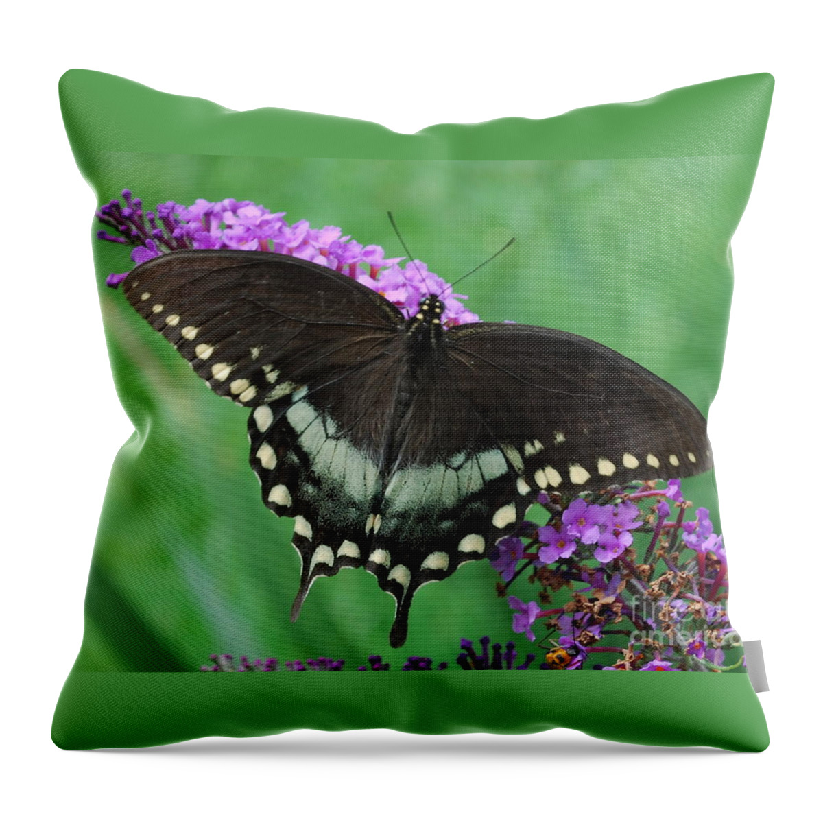 Butterfly Throw Pillow featuring the photograph Spicebush Swallowtail by Randy Bodkins