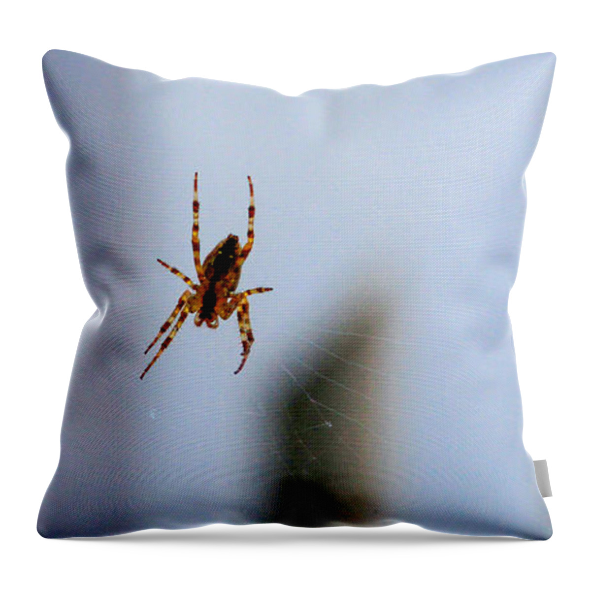 Bonnie Follett Throw Pillow featuring the photograph Spider Hello Panorama by Bonnie Follett