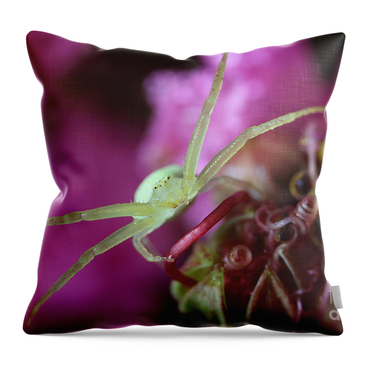 Crab Spider Throw Pillow featuring the photograph Spider In The Crepe Myrtle Tree by Mike Eingle