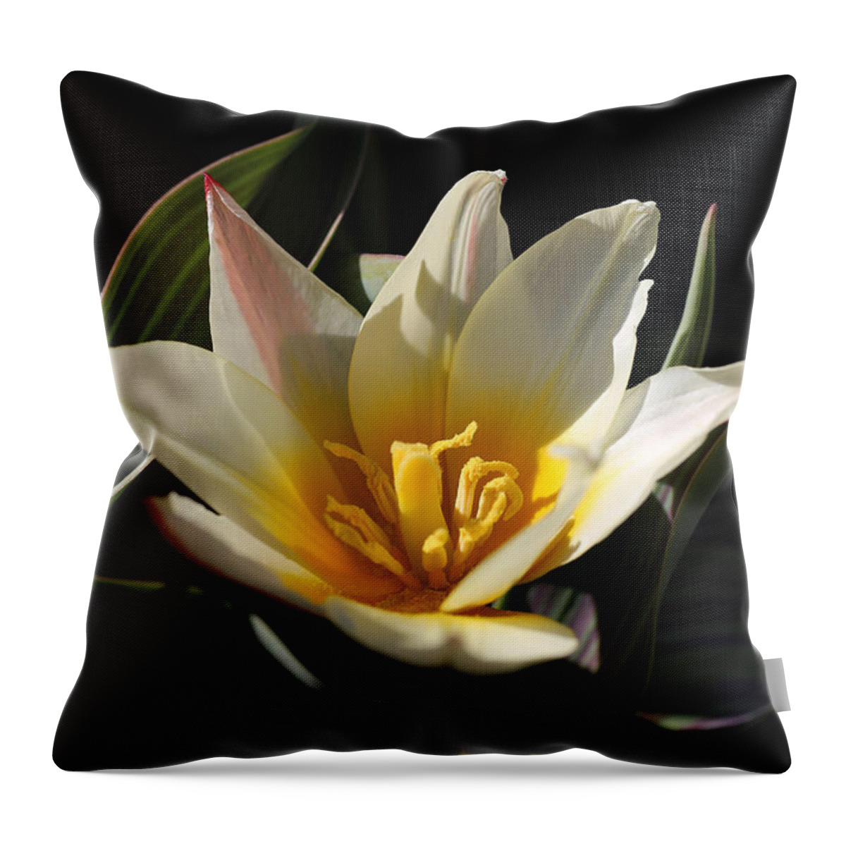 Tulip Throw Pillow featuring the photograph Spiky Tulip by Tammy Pool