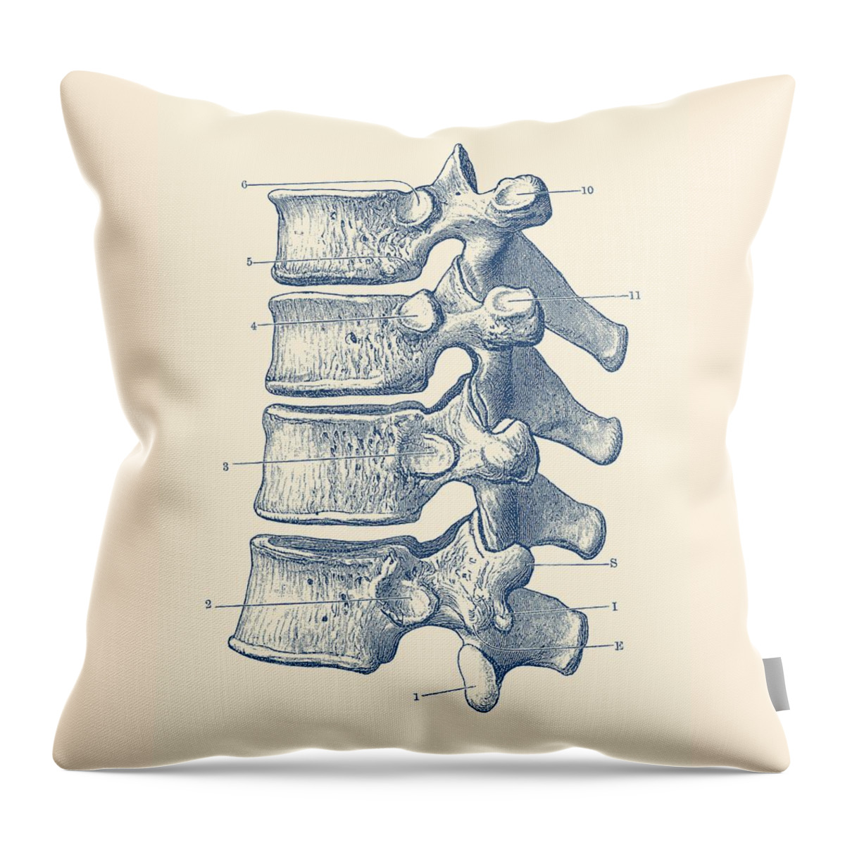 https://render.fineartamerica.com/images/rendered/default/throw-pillow/images/artworkimages/medium/1/spinal-cord-vertebrae-view-vintage-anatomy-print-vintage-anatomy-prints.jpg?&targetx=66&targety=-1&imagewidth=344&imageheight=479&modelwidth=479&modelheight=479&backgroundcolor=FFF2DE&orientation=0&producttype=throwpillow-14-14
