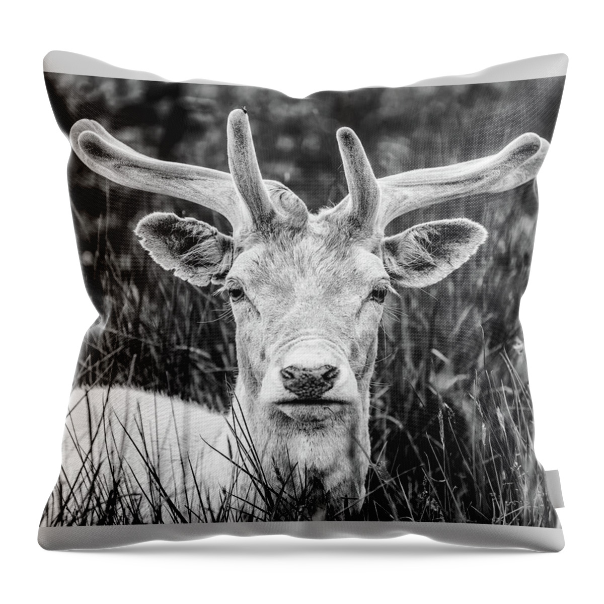 Spring Throw Pillow featuring the photograph Spring Deer by Nick Bywater