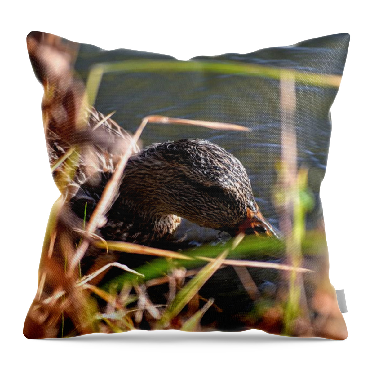 Duck Throw Pillow featuring the photograph Square Duck by Michael Brungardt