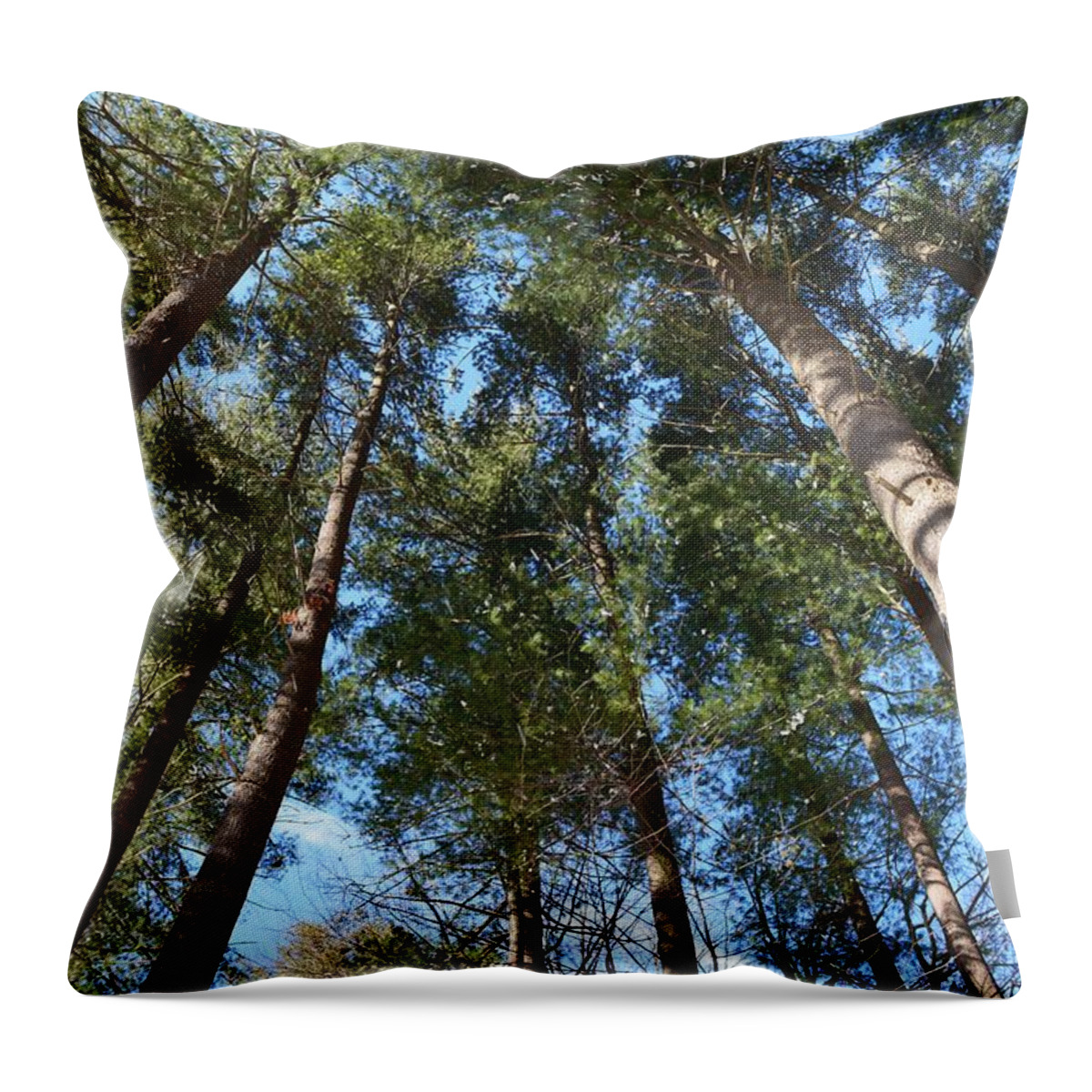 Trees Throw Pillow featuring the photograph Squirrels Highway by Dani McEvoy