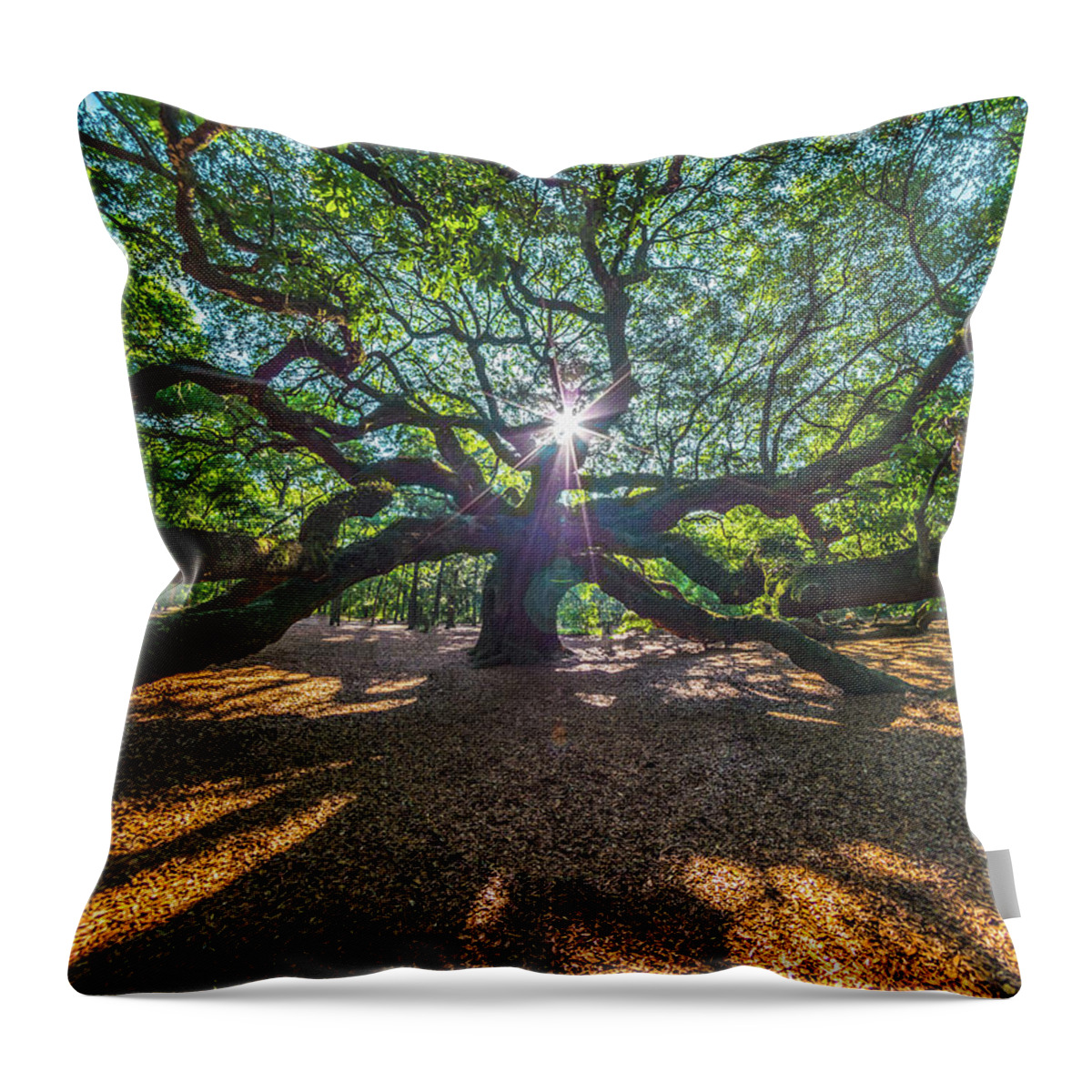 Angel Oak Throw Pillow featuring the photograph Star Struck by Bryan Xavier