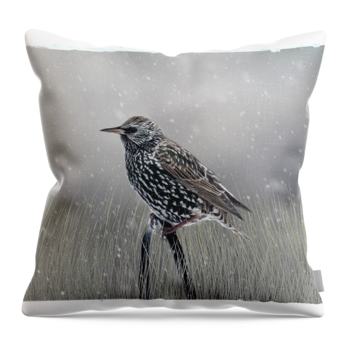 Avian Throw Pillow featuring the photograph Starling In Winter by Cathy Kovarik