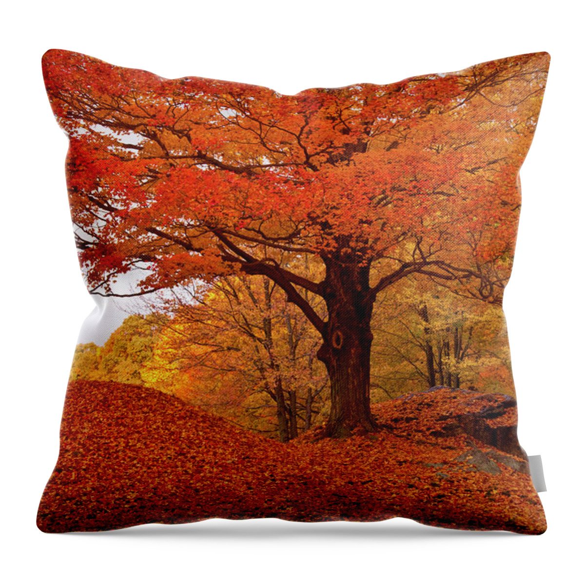 Peabody Massachusetts Throw Pillow featuring the photograph Sturdy Maple in Autumn Orange by Jeff Folger