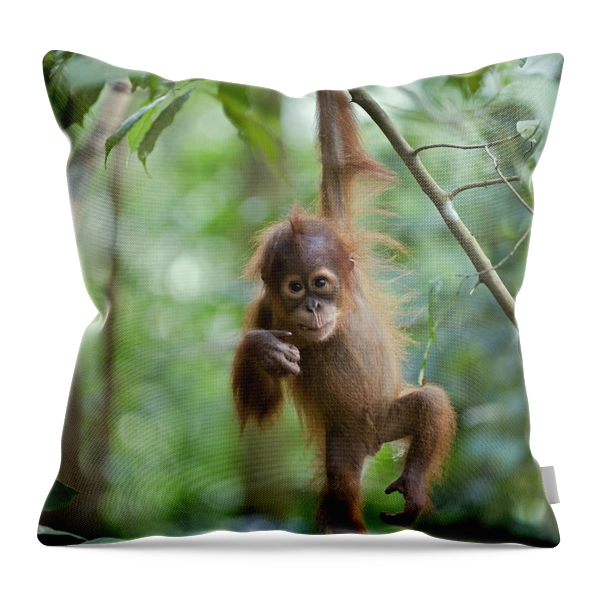 Mp Throw Pillow featuring the photograph Sumatran Orangutan Pongo Abelii One by Suzi Eszterhas