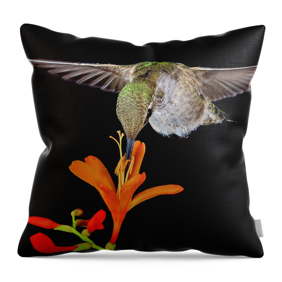 Animal Throw Pillow featuring the photograph Summer Hummer by Briand Sanderson