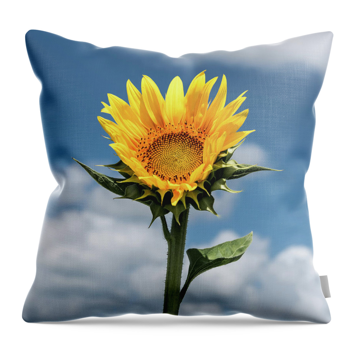 Sunflower Throw Pillow featuring the photograph Sunflower by Jaime Mercado