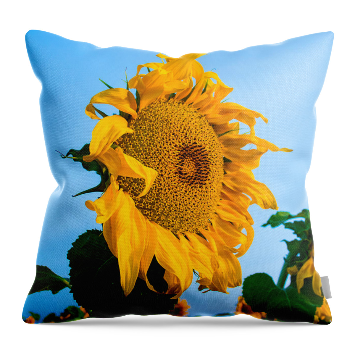 Sunrise Throw Pillow featuring the photograph Sunflower Morning #2 by Mindy Musick King