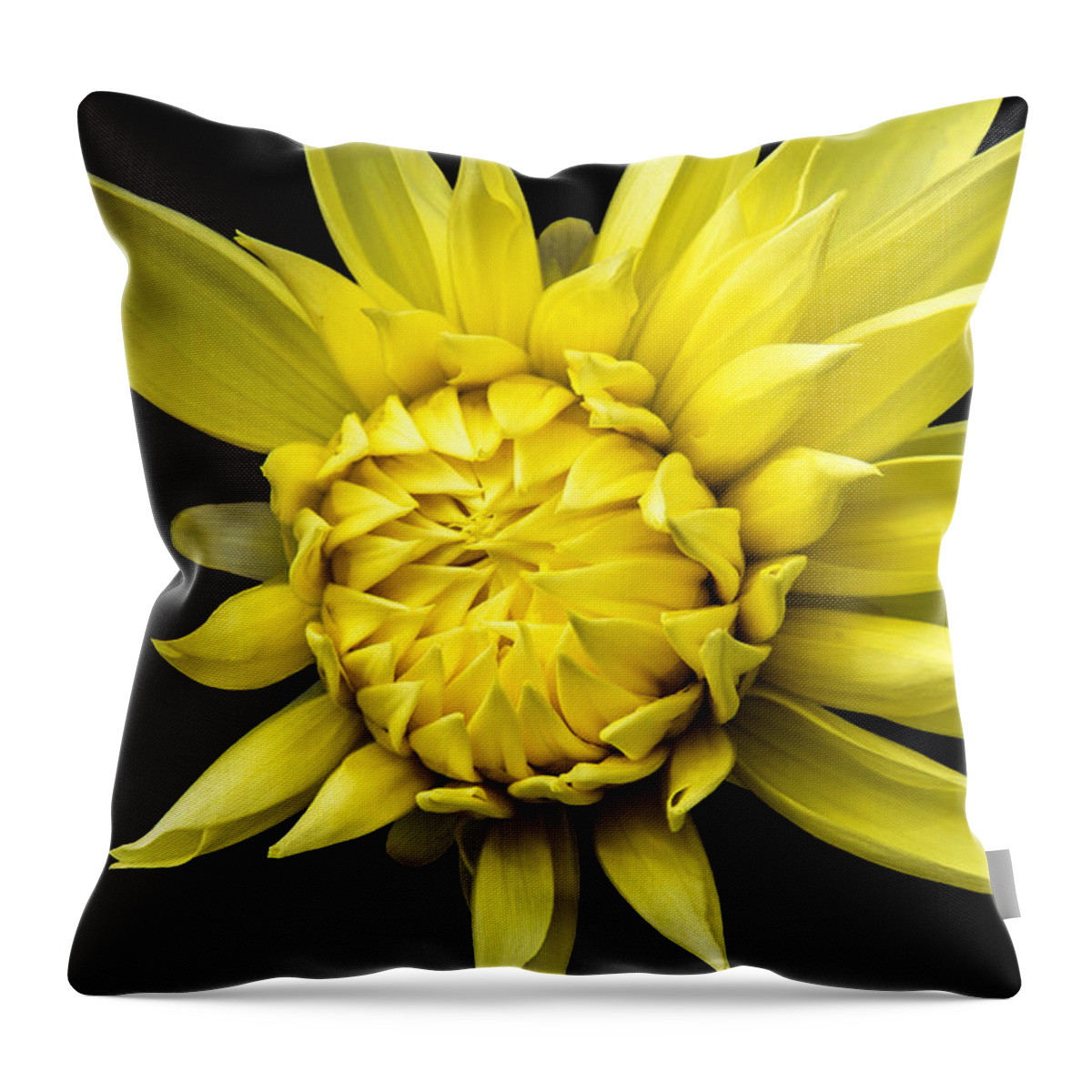 Yellow Flower Throw Pillow featuring the photograph Sunny Prince by Marina Kojukhova