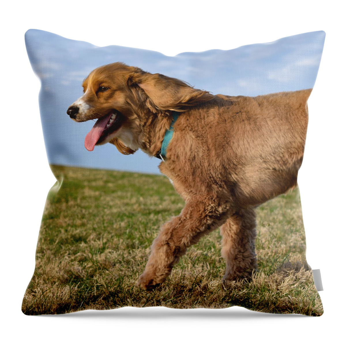 Cockapoo Throw Pillow featuring the photograph Sunny Stroll by Nicole Lloyd