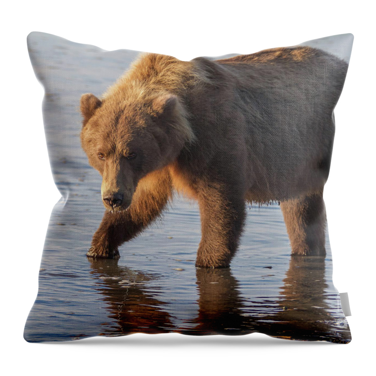 Alaska Throw Pillow featuring the photograph Sunshine Bear by Chris Scroggins