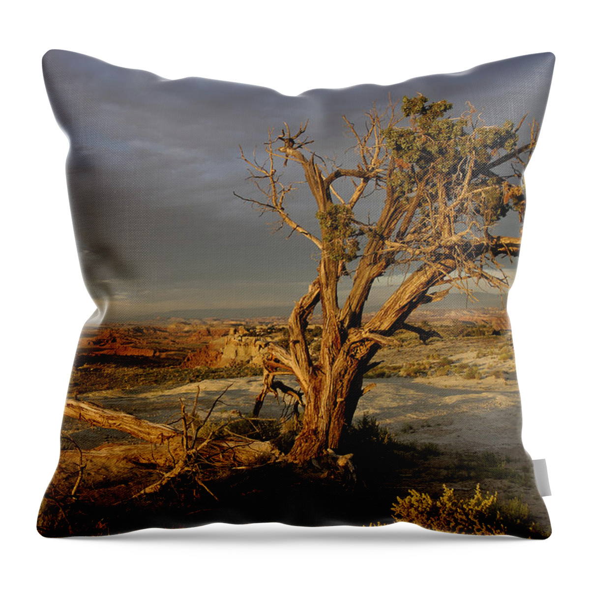 Landscape Throw Pillow featuring the photograph Survivor by DArcy Evans