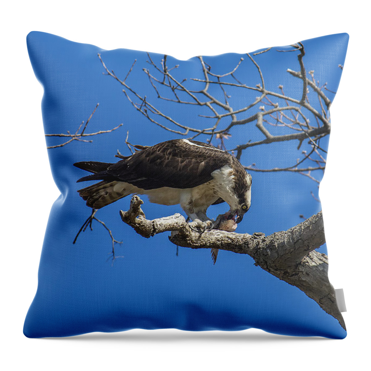 Osprey Throw Pillow featuring the photograph Sushi by Cathy Kovarik
