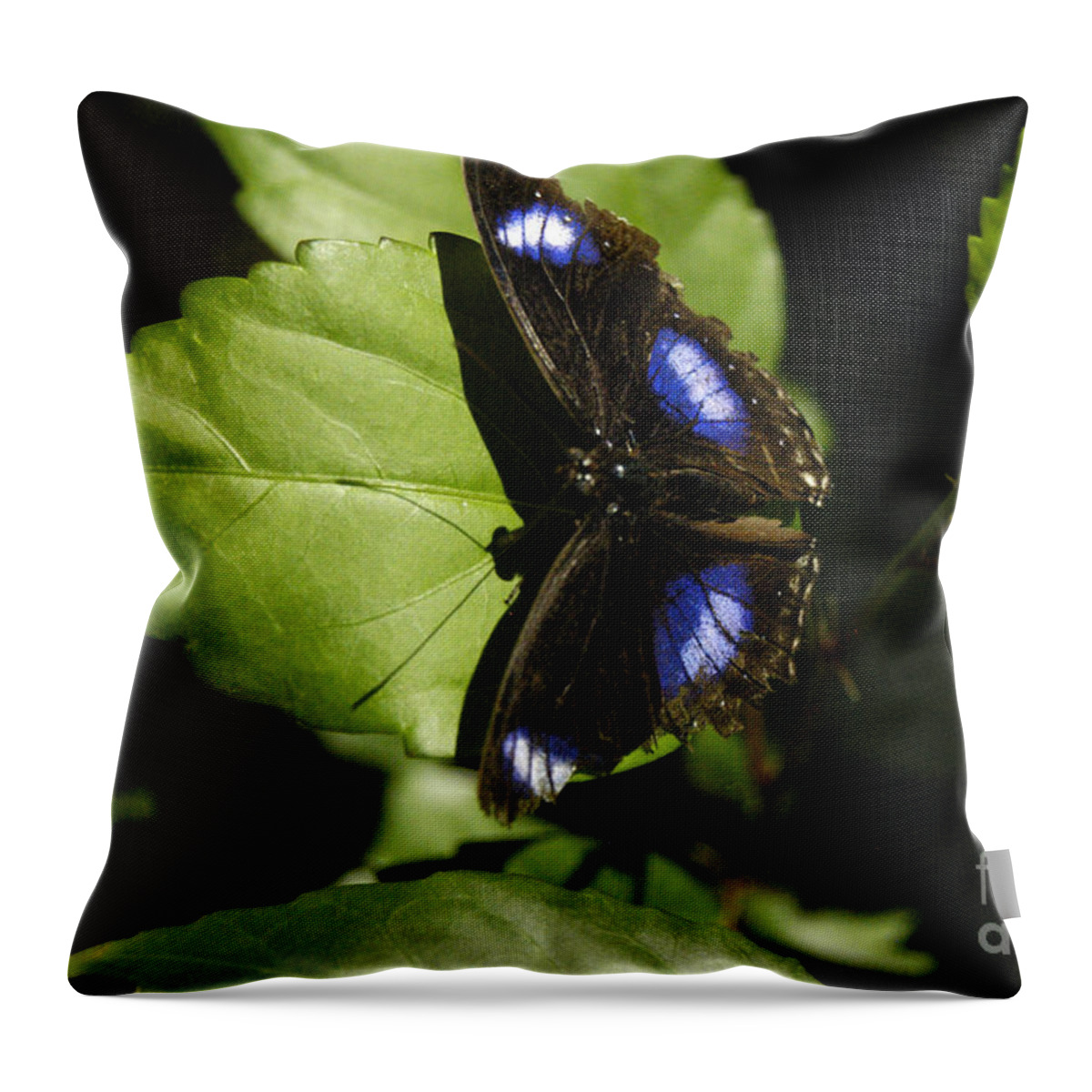 Swallowtail Butterfly Throw Pillow featuring the photograph Swallowtail resting on green by Mafalda Cento