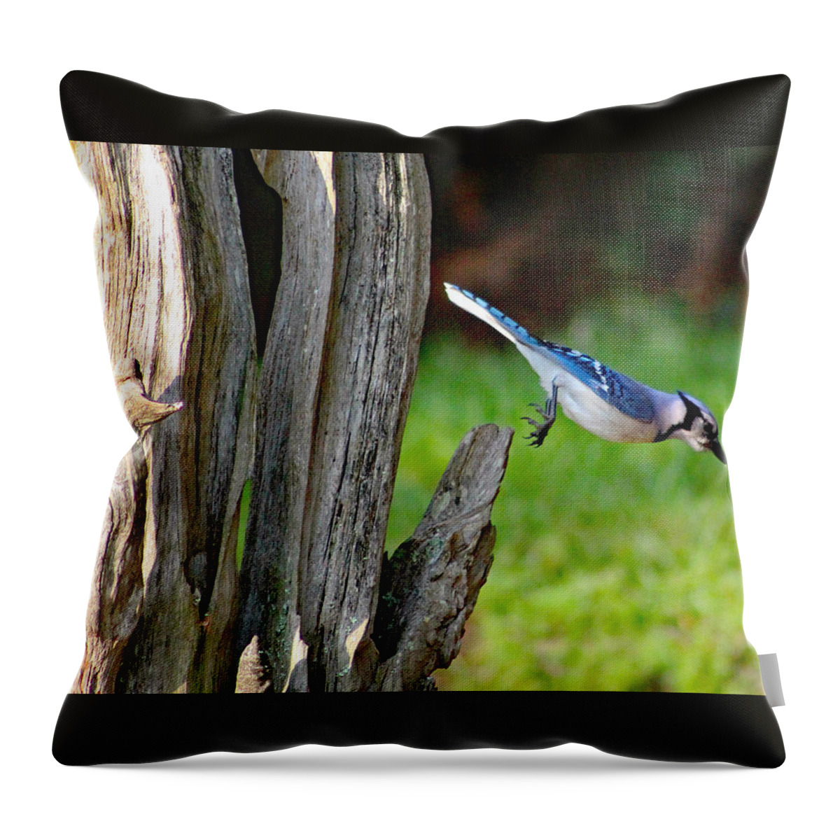 Nature Throw Pillow featuring the photograph Taking a Dive by DB Hayes