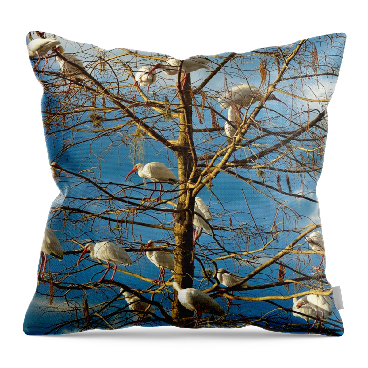 White Ibis Throw Pillow featuring the photograph Dr. Seuss by Carolyn Mickulas