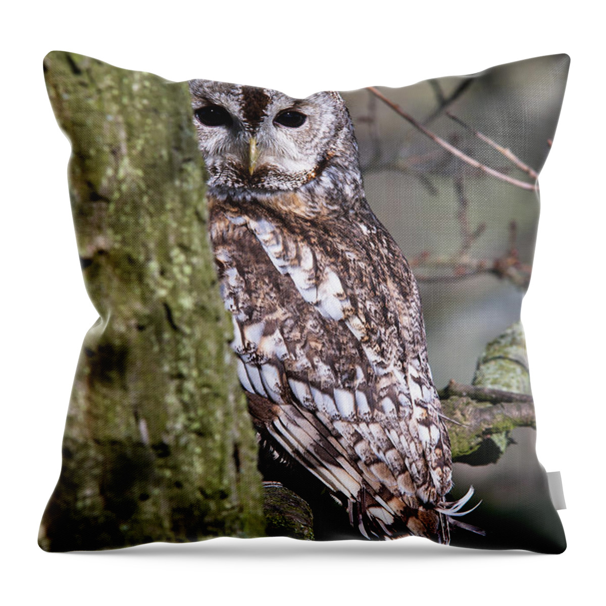 Tawny Owl Throw Pillow featuring the photograph Tawny Owl in a Woodland by Andy Myatt