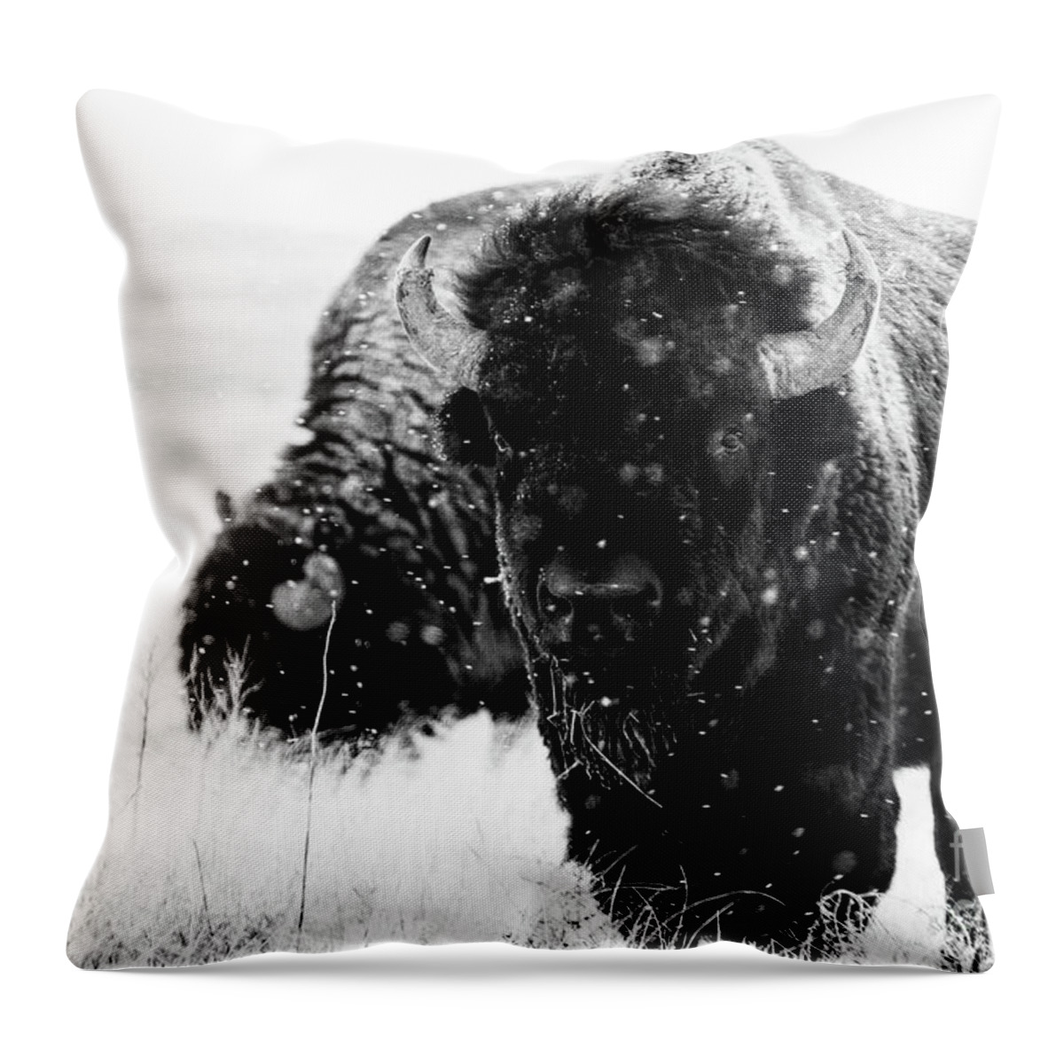 Buffalo Throw Pillow featuring the photograph The Cold Brotherhood by Jim Garrison