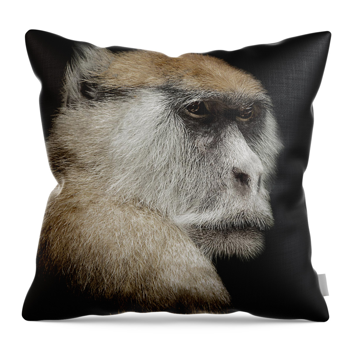 Patas Throw Pillow featuring the photograph The day dreamer by Paul Neville