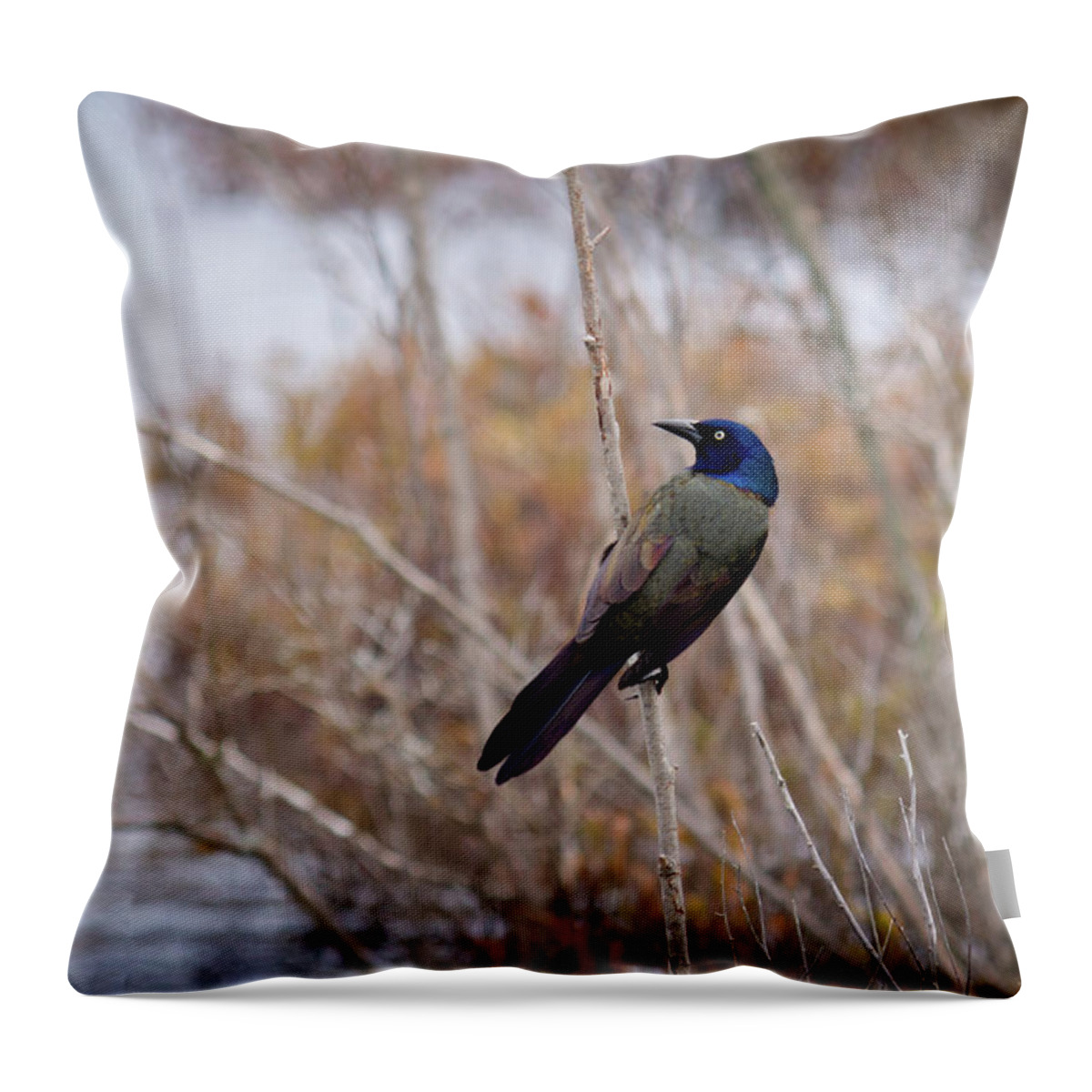 Common Grackle Throw Pillow featuring the photograph The Grackle by Steve L'Italien