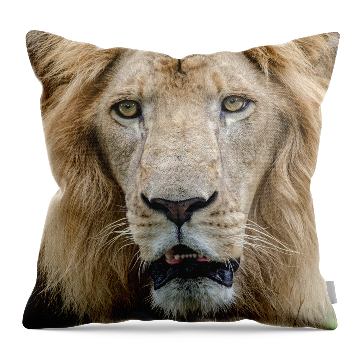 Animal Throw Pillow featuring the photograph The King by Jaime Mercado