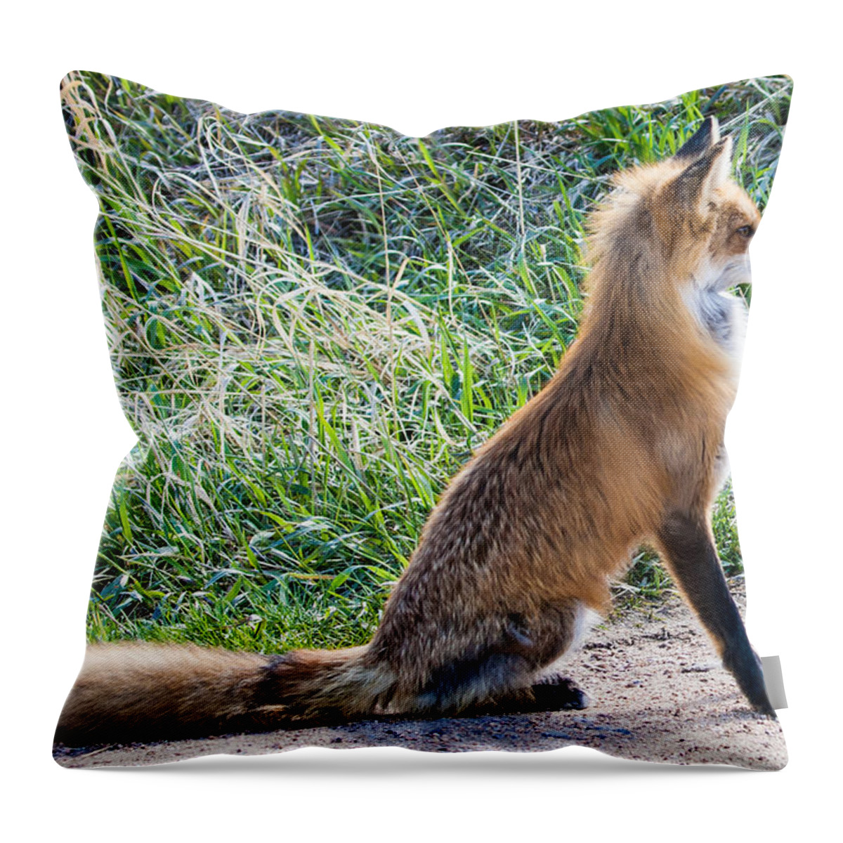 Red Fox Throw Pillow featuring the photograph The Lookout by Mindy Musick King