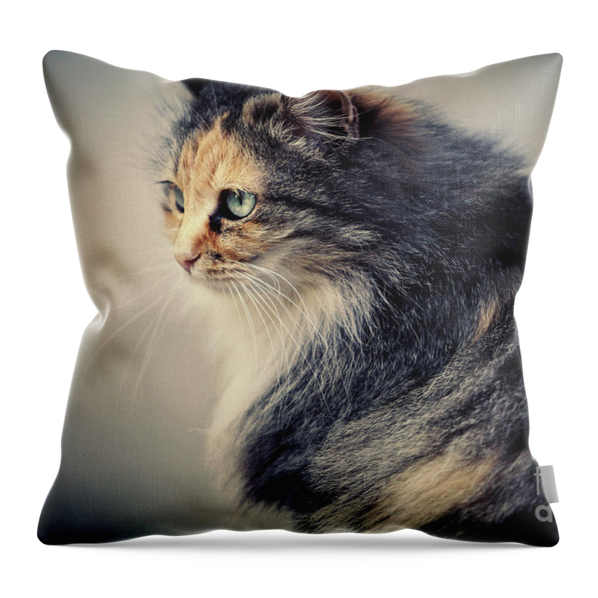 Cat Throw Pillow featuring the photograph The Sad Street Cat by Dimitar Hristov