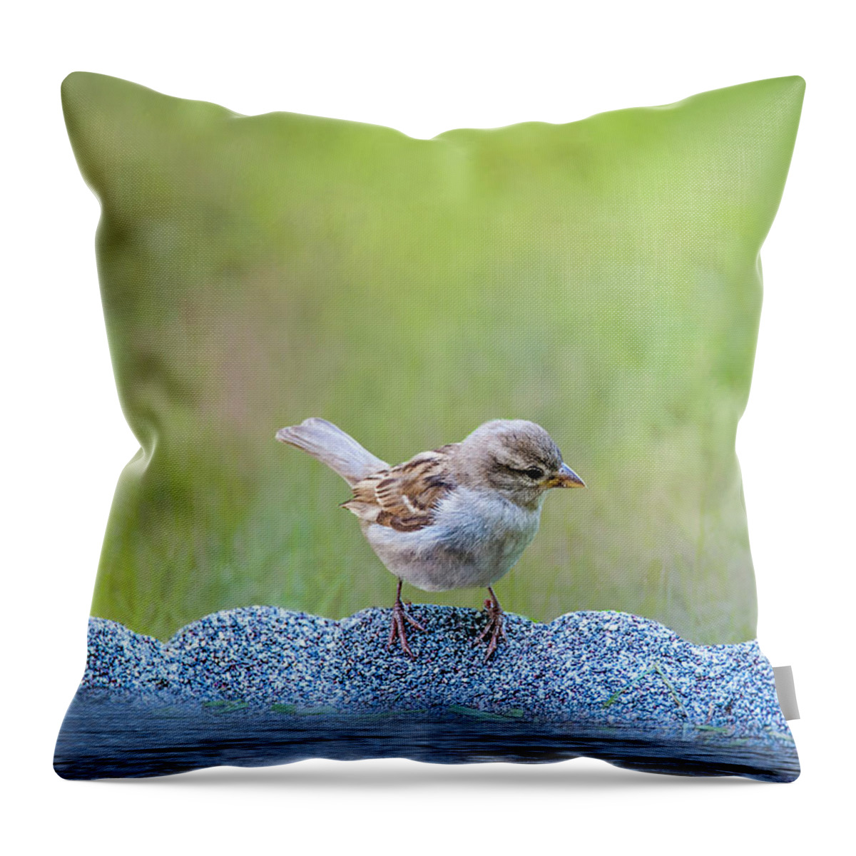 Avian Throw Pillow featuring the photograph Thirsty Sparrow by Cathy Kovarik