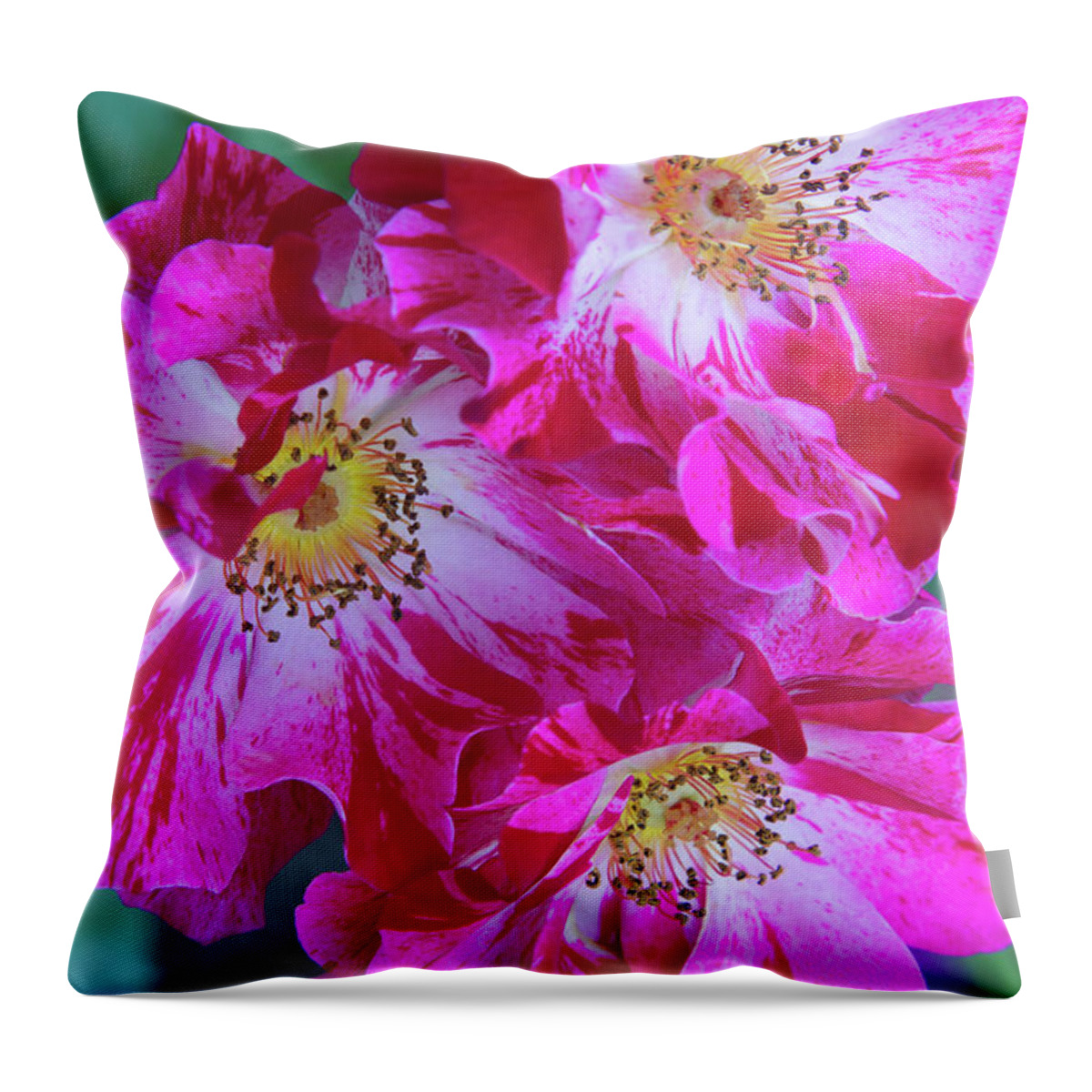 Climbing Roses Throw Pillow featuring the photograph Three Climbing Roses by Chris Scroggins