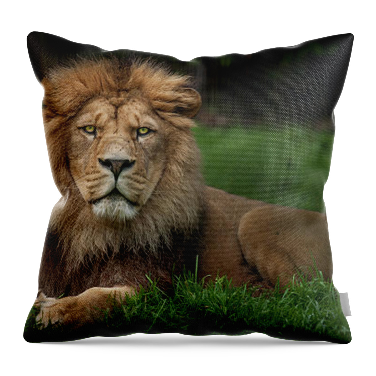 Lion Throw Pillow featuring the photograph Three Lions by Nigel R Bell