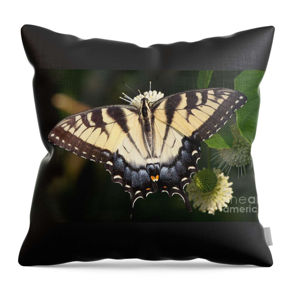20140711-14137_v1-tigerswallowtail Throw Pillow featuring the photograph Tiger Swallowtail Butterfly on Button Bush by Robert E Alter Reflections of Infinity