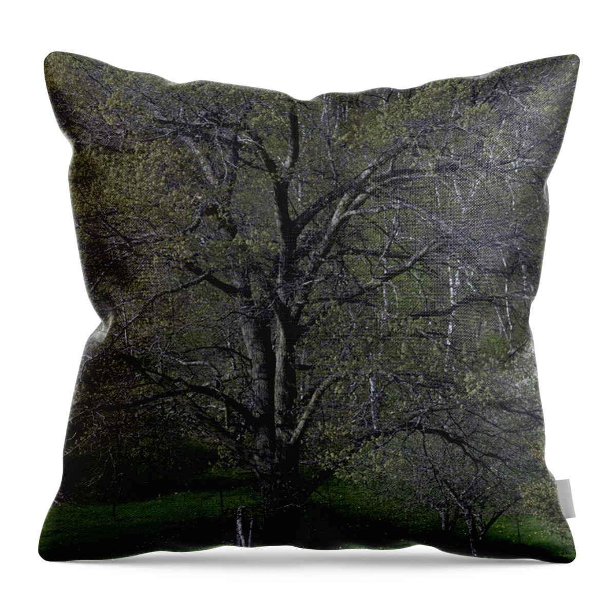 Green Throw Pillow featuring the photograph Tree by Michelle Hoffmann