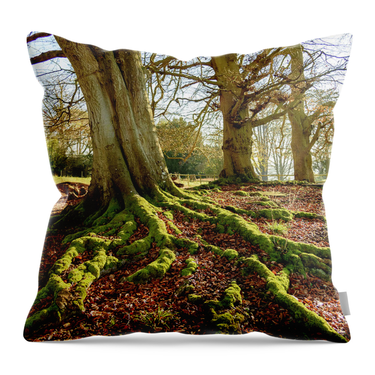 Tyntsfield Throw Pillow featuring the photograph Tree roots and moss by Colin Rayner