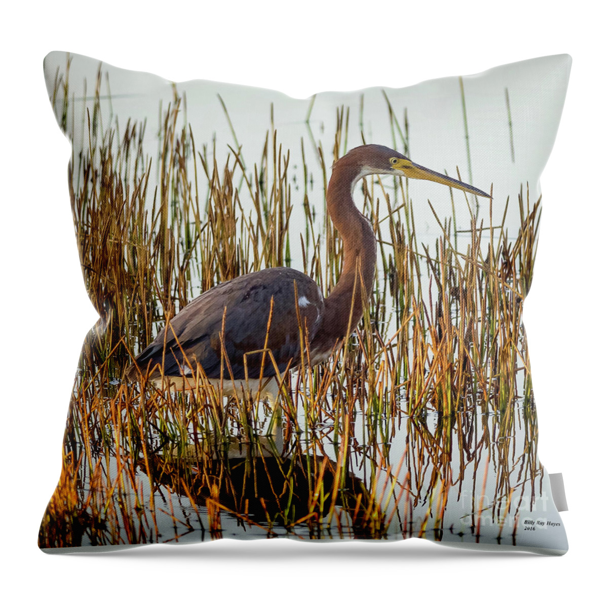 Herons Throw Pillow featuring the photograph Tricolored Heron - Egretta Tricolor by DB Hayes