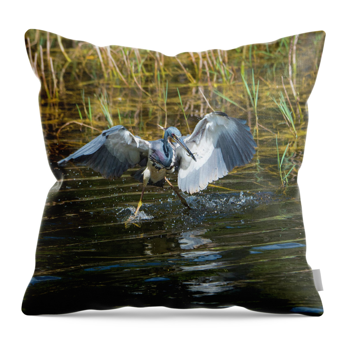 Tri-colored Heron Throw Pillow featuring the photograph Tricolored Heron Dinner and Dancing by Artful Imagery