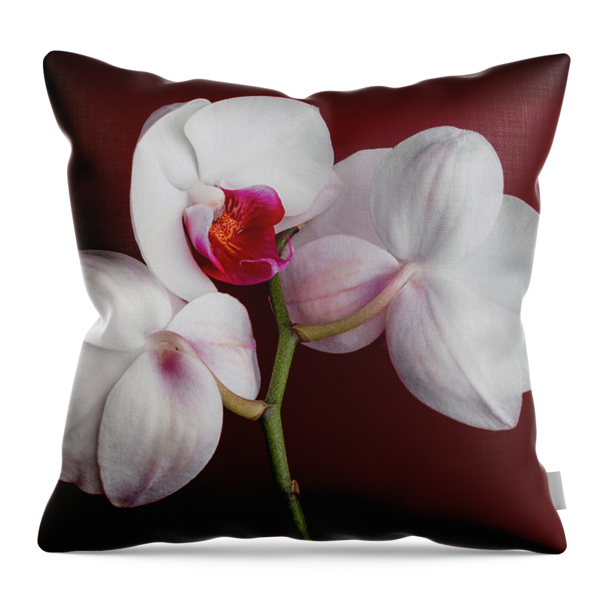 Flower Throw Pillow featuring the photograph Trio of Orchids by Tom Mc Nemar