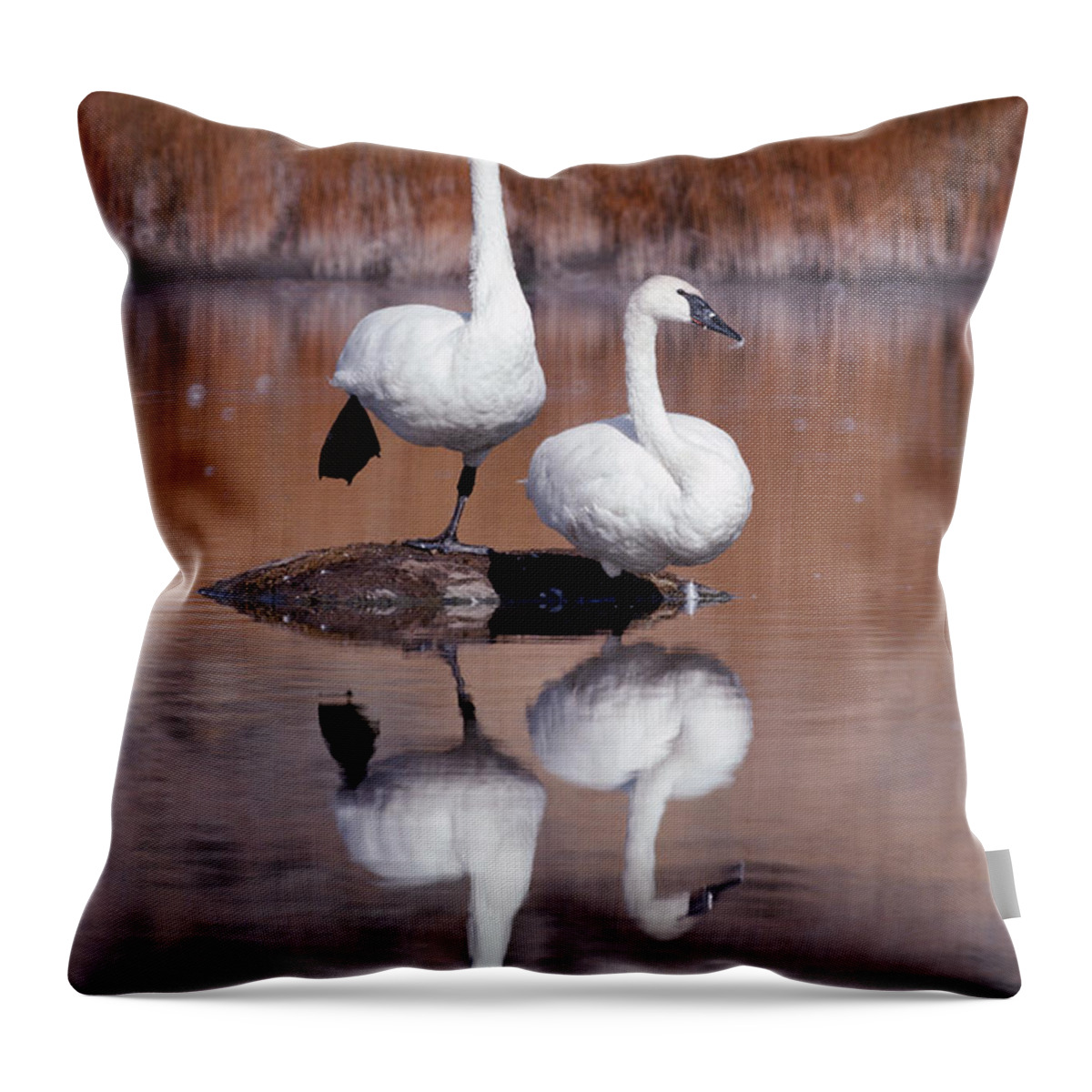 Mp Throw Pillow featuring the photograph Trumpeter Swans Yellowstone by Michael Quinton
