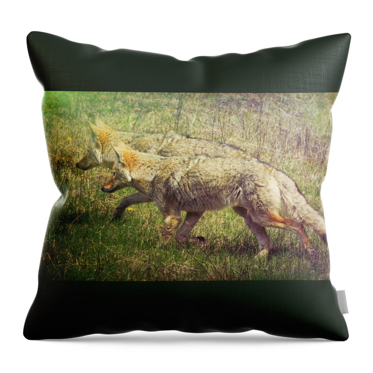 Animal Throw Pillow featuring the photograph Two Coyotes by Natalie Rotman Cote