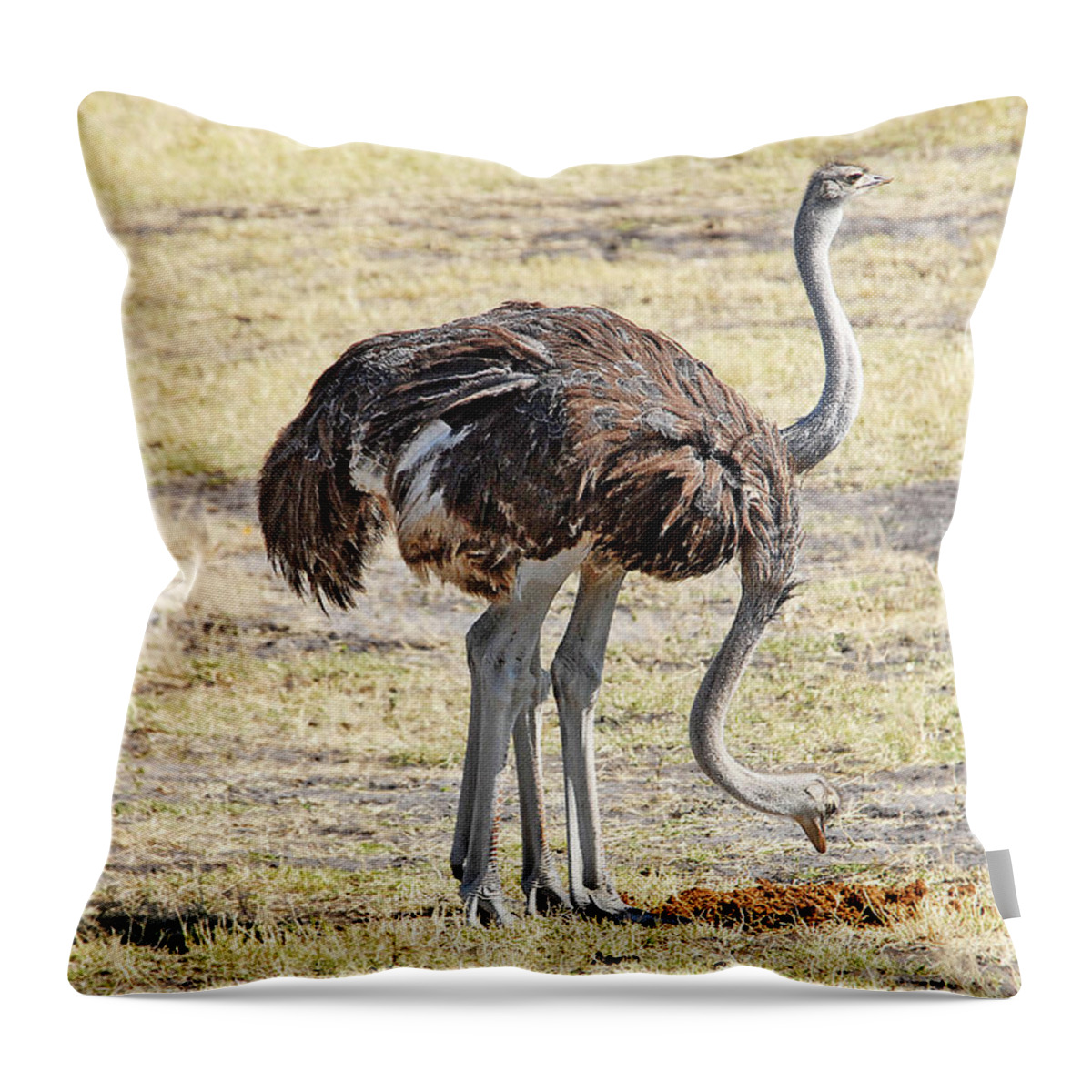 Ostrich Throw Pillow featuring the photograph Two-Headed Ostrich by Ted Keller