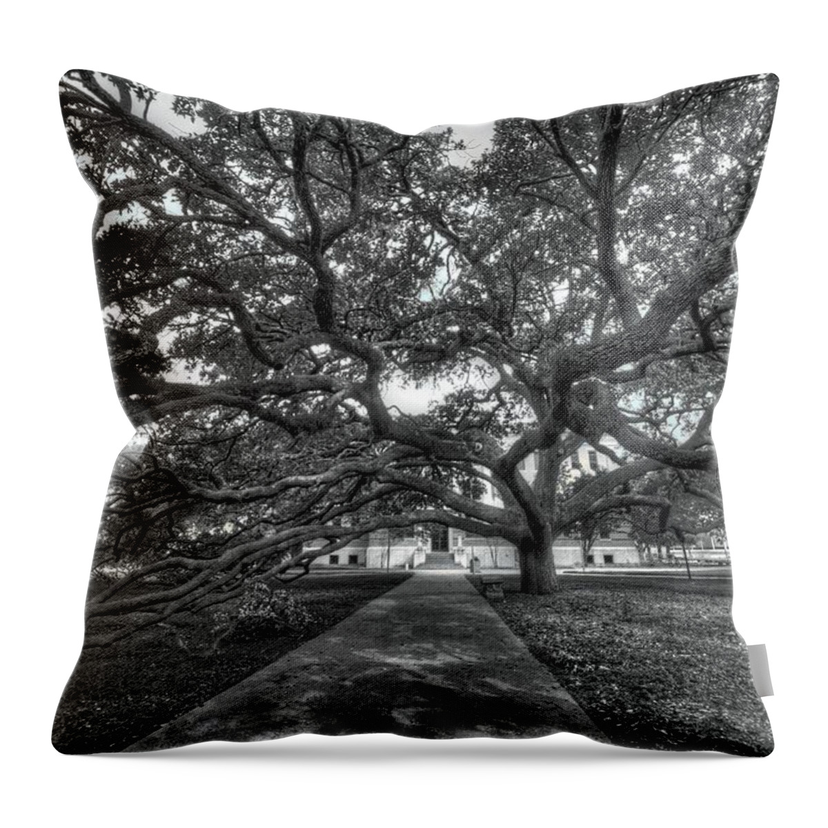 Century Tree Throw Pillow featuring the photograph Under the Century Tree - Black and White by David Morefield