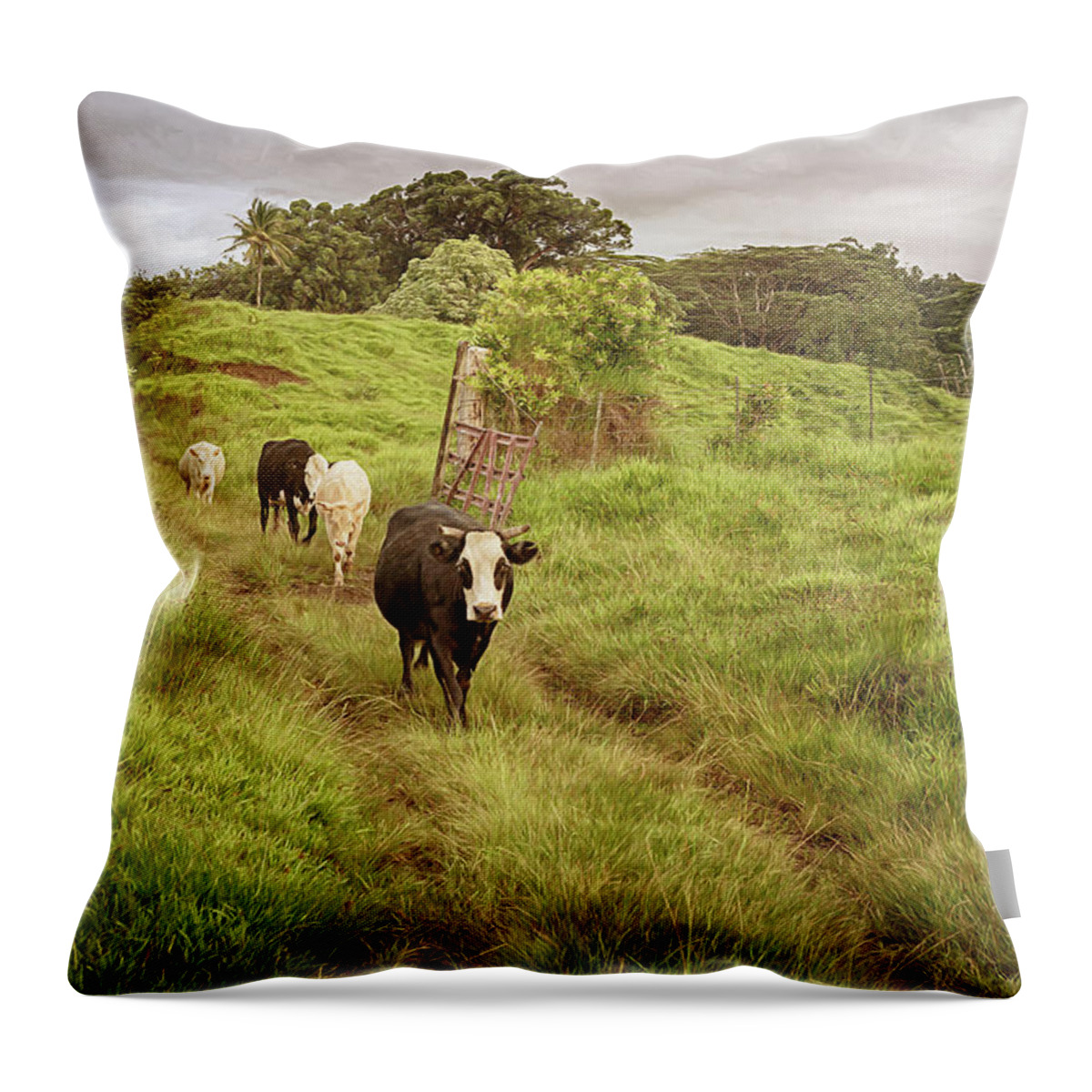 Cows Throw Pillow featuring the photograph Upcountry Ranch by Susan Rissi Tregoning