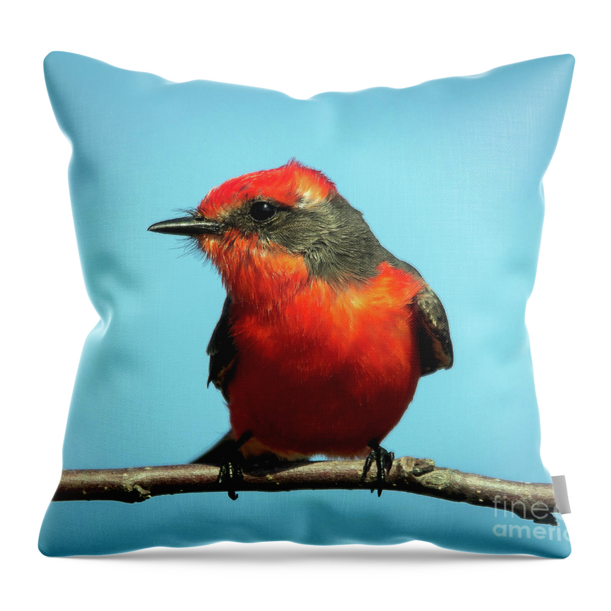 Nature Throw Pillow featuring the photograph Vermilion Flycatcher - Pyrocephalus Rubinus by DB Hayes