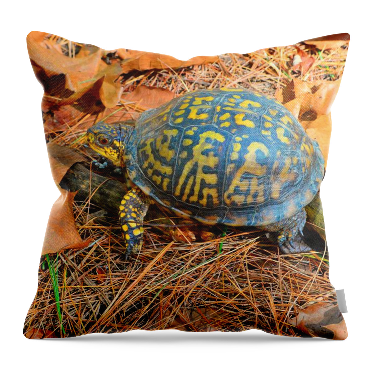 Eastern Box Throw Pillow featuring the photograph Visitor in the Woods by Stacie Siemsen