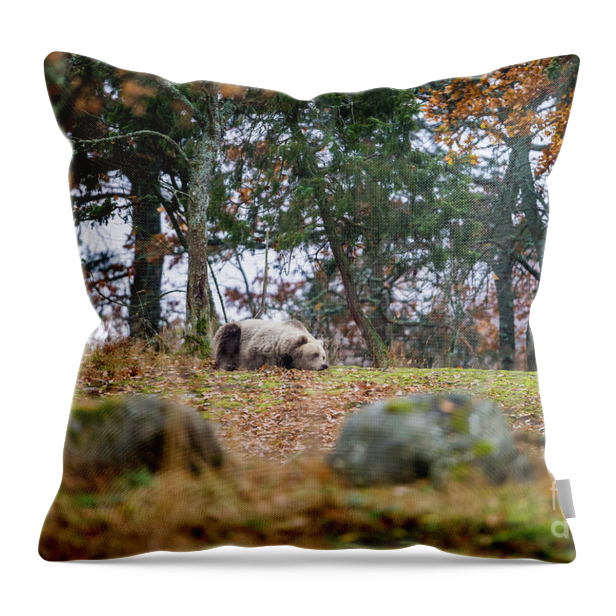 Wakening Bear Throw Pillow featuring the photograph Wakening Bear by Torbjorn Swenelius