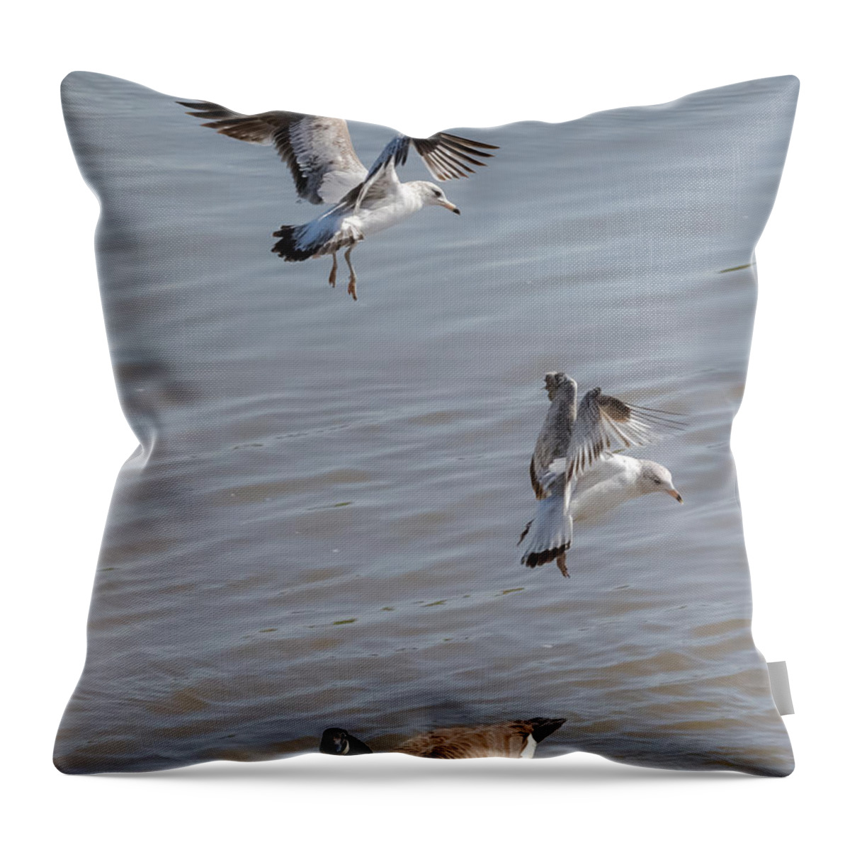 Gull Throw Pillow featuring the photograph Watch Out Below by Holden The Moment